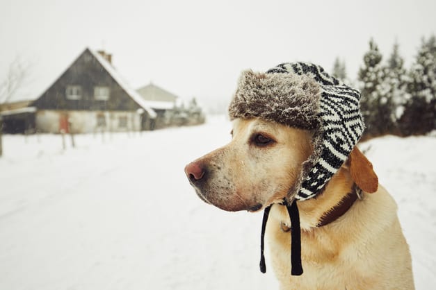 5 Steps to Keeping Pets Safe in Freezing Temperatures